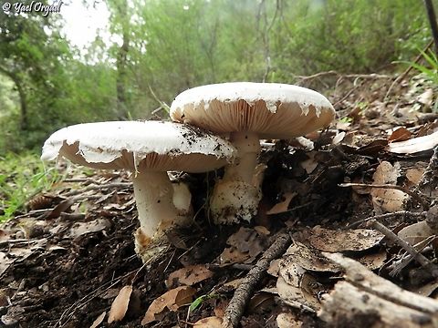 Amanita ovoidea considered edible, but with rotten fish smell. also it's part of the Amanitas family, and resembles very much the Amanita proxima that is extremely poisonous. I never touch any of the Amanitas.  Amanita ovoidea,Fall,Geotagged,Israel