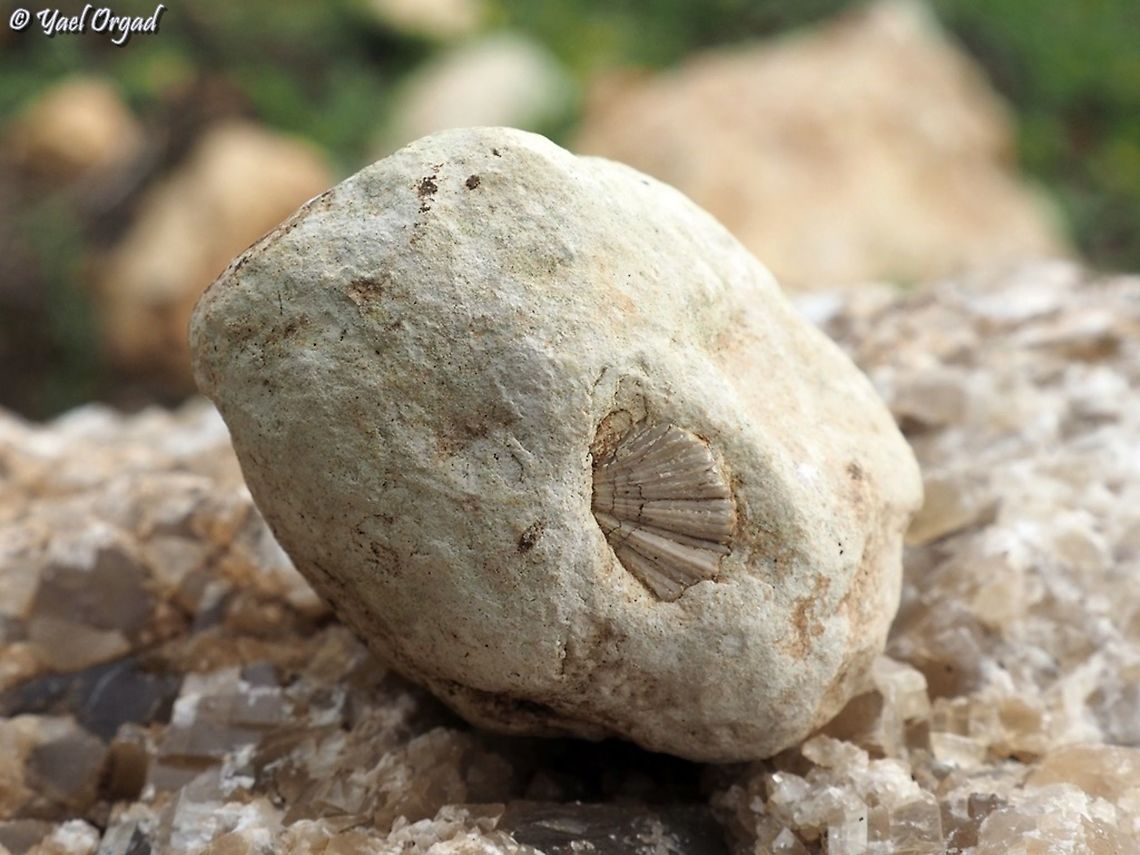 A fossil of a sea-shell  Fall,Geotagged,Israel,Sea Shell,fossil
