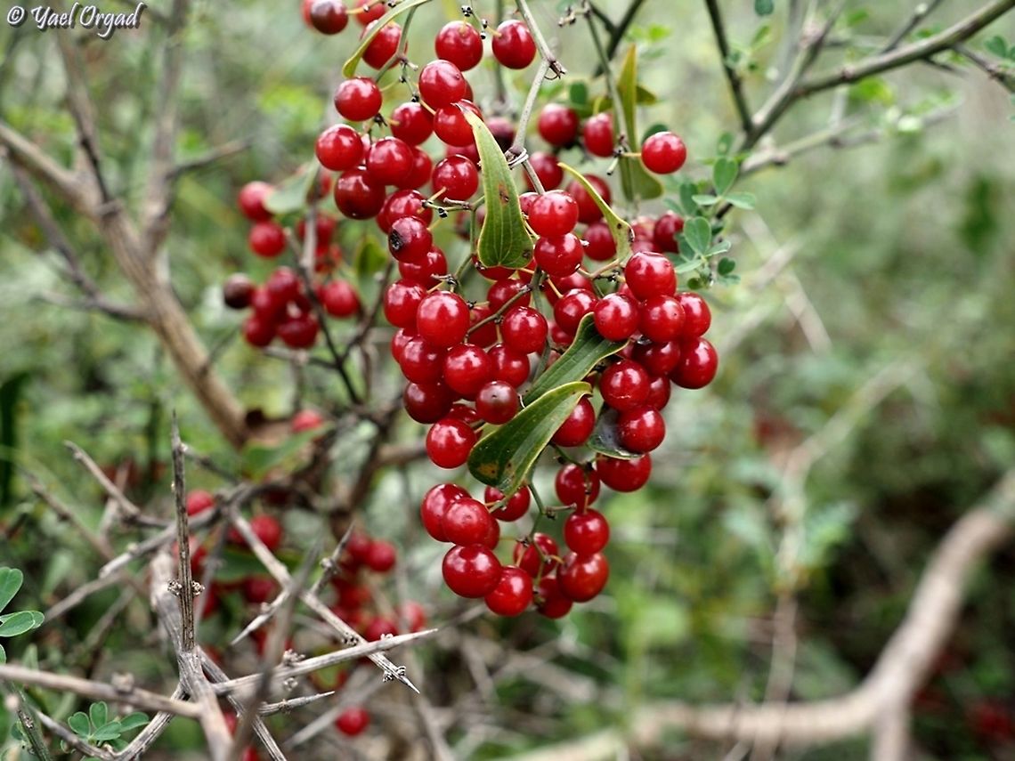 Smilax aspera fruit  Common smilax,Fall,Geotagged,Israel,Smilax aspera