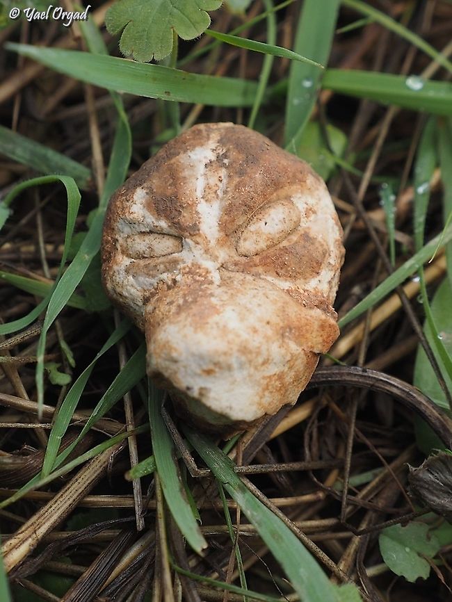 Alien!!! we found proof that aliens once visited Earth: a fossil alien head on mount Carmel! <br />
<br />
well... actually it&#039;s a sea-urchin of the Echinoidea.... ;-)   Echinoidea,Fall,Geotagged,Israel,Sea Urchin,fossil