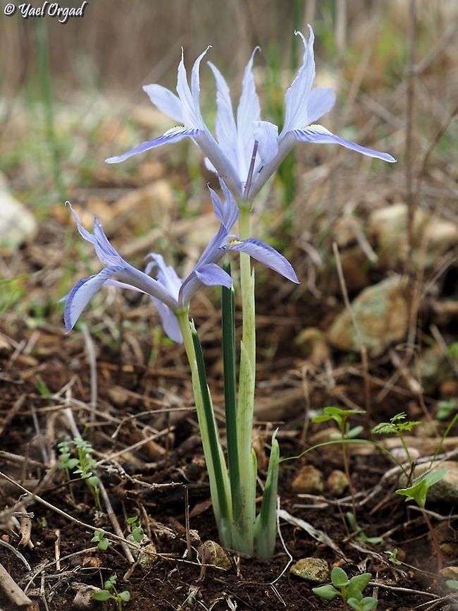 Iris vartanii  Fall,Geotagged,Iris vartani,Iris vartanii,Israel