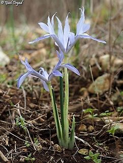 Iris vartanii  Fall,Geotagged,Iris vartani,Iris vartanii,Israel
