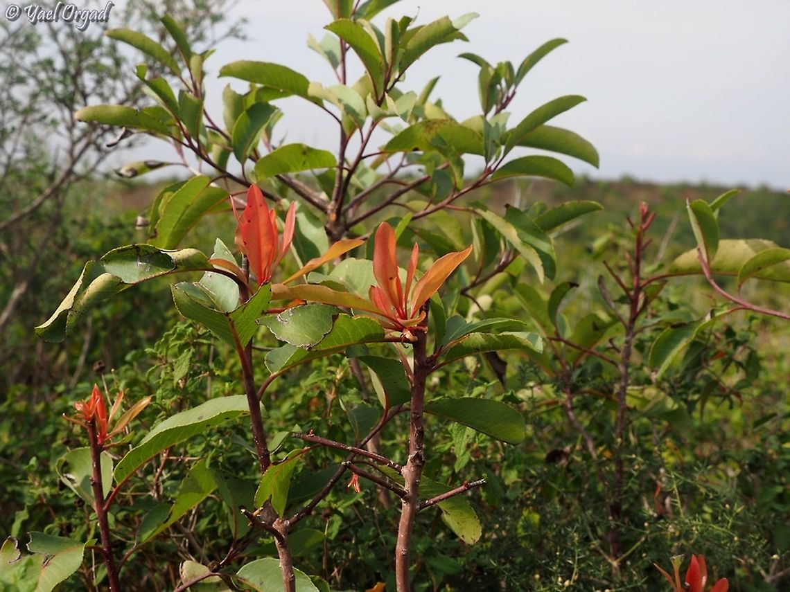 new growth Arbutus andrachne Arbutus andrachne,Cyprus Strawberry Tree,Fall,Geotagged,Israel