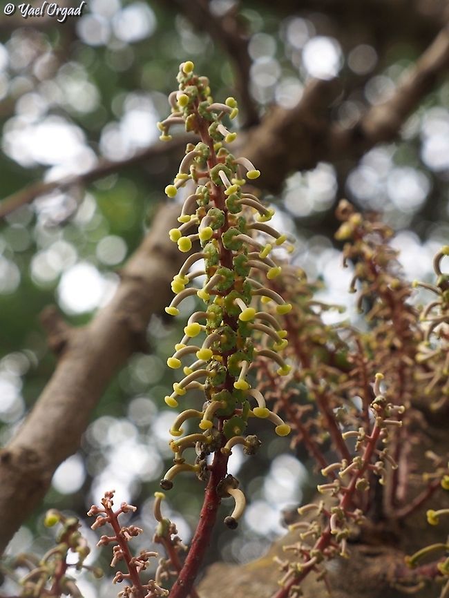 Female Carob tree flowers Ceratonia siliqua Carob tree,Ceratonia siliqua,Fall,Geotagged,Israel