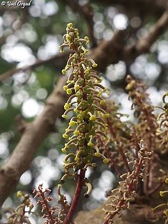 Female Carob tree flowers Ceratonia siliqua Carob tree,Ceratonia siliqua,Fall,Geotagged,Israel