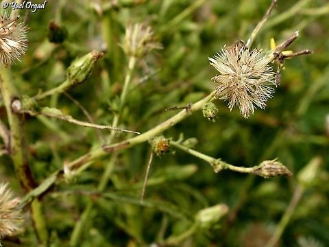 Dittrichia graveolens  Dittrichia graveolens,Fall,Geotagged,Israel