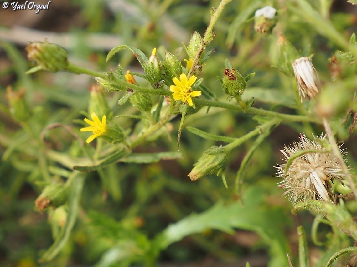 Dittrichia graveolens  Dittrichia graveolens,Fall,Geotagged,Israel