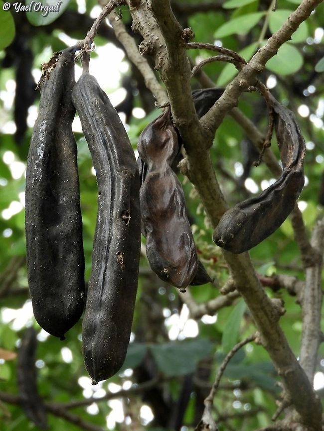 Carob fruit Ceratonia siliqua Carob tree,Ceratonia siliqua,Fall,Geotagged,Israel