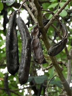Carob fruit Ceratonia siliqua Carob tree,Ceratonia siliqua,Fall,Geotagged,Israel