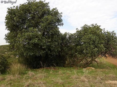 Large female Carob tree Ceratonia siliqua Carob tree,Ceratonia siliqua,Fall,Geotagged,Israel