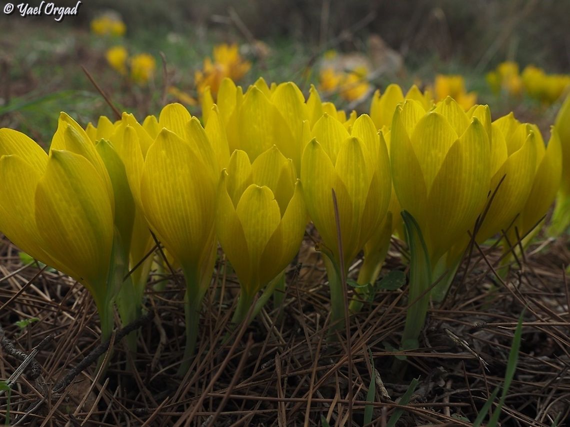 Sternbergia clusiana Sternbergia clusiana are blooming &quot;backwards&quot;: instead of blooming in lower-warmer places first, the bloom first in the highest coolest elevations, and continue to lower places with time. <br />
the Sternbergias on the slopes of Mount Tabor - about 350 m above sea level - are the last ones to bloom in Israel.  Fall,Geotagged,Israel,Sternbergia clusiana