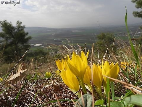 Sternbergia clusiana over Jezreel valley  Fall,Geotagged,Israel,Sternbergia clusiana