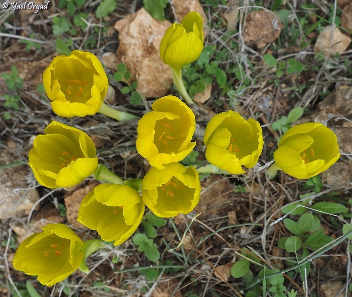 Sternbergia clusiana  Fall,Geotagged,Israel,Sternbergia clusiana
