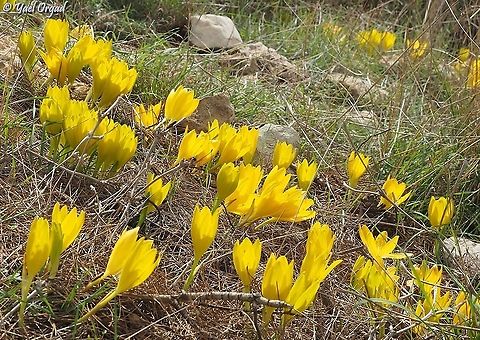 Sternbergia clusiana glowing in the sun Fall,Geotagged,Israel,Sternbergia clusiana