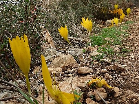 Sternbergia clusiana  Fall,Geotagged,Israel,Sternbergia clusiana