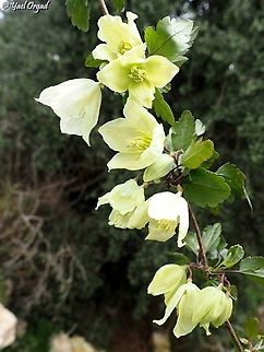 Clematis cirrhosa  Clematis cirrhosa,Fall,Geotagged,Israel