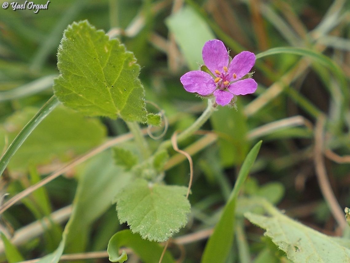 Erodium malacoides one of the smaller Erodiums  Erodium malacoides,Fall,Geotagged,Israel