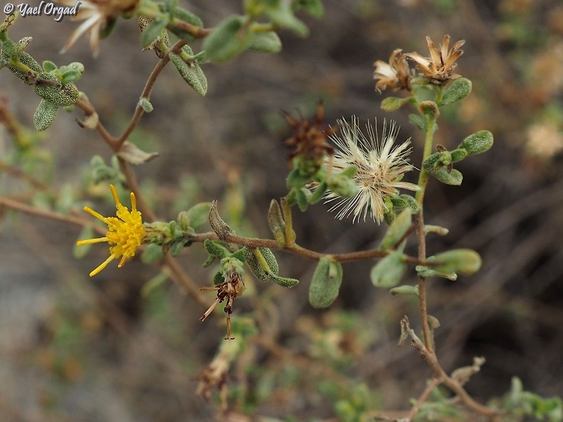 Chiliadenus iphionoides the leaves have very aromatic scent Chiliadenus iphionoides,Fall,Geotagged,Israel