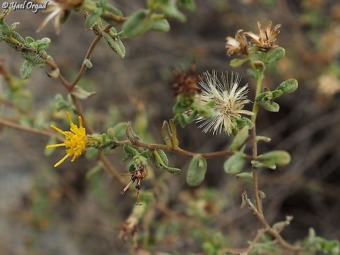Chiliadenus iphionoides the leaves have very aromatic scent Chiliadenus iphionoides,Fall,Geotagged,Israel