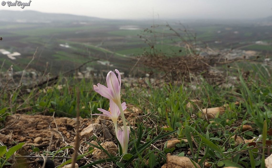Colchicum stevenii above Jezreel Valley  Colchicum  stevenii,Fall,Geotagged,Israel,Steven's meadow saffron