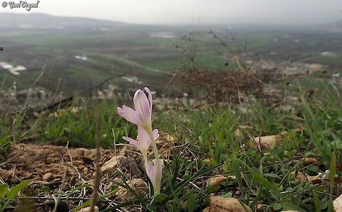 Colchicum stevenii above Jezreel Valley  Colchicum  stevenii,Fall,Geotagged,Israel,Steven's meadow saffron