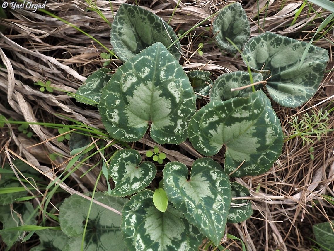 pretty leaves Cyclamen persicum&#039;s leaves have really varied decorations on the leaves, these ones were really beautiful.  Cyclamen persicum,Fall,Geotagged,Israel,Persian cyclamen