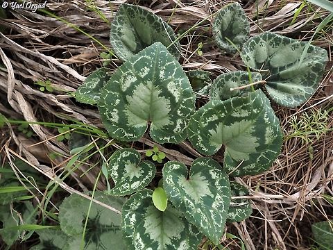 pretty leaves Cyclamen persicum's leaves have really varied decorations on the leaves, these ones were really beautiful.  Cyclamen persicum,Fall,Geotagged,Israel,Persian cyclamen