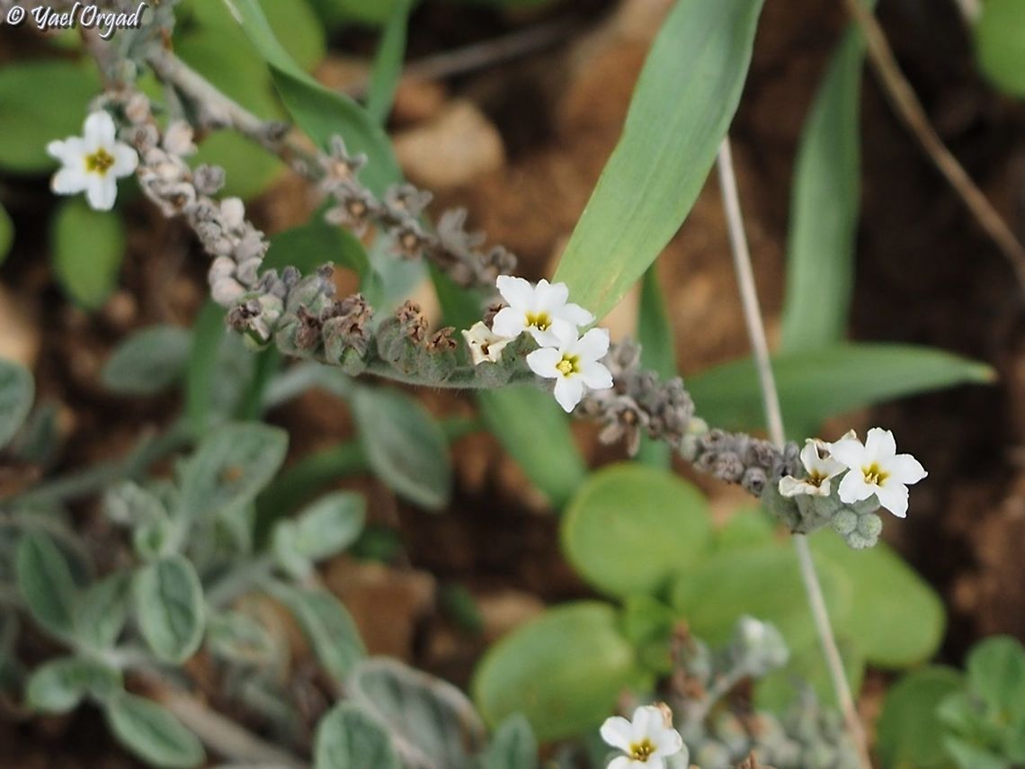 Heliotropium rotundifolium  Fall,Geotagged,Heliotropium rotundifolium,Israel