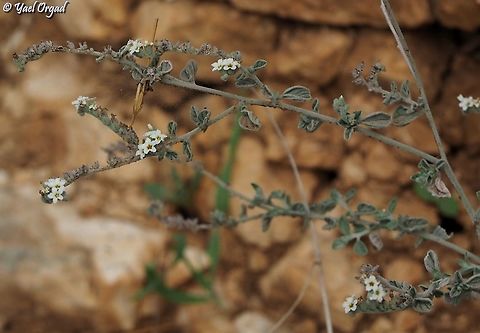 Heliotropium rotundifolium  Fall,Geotagged,Heliotropium rotundifolium,Israel