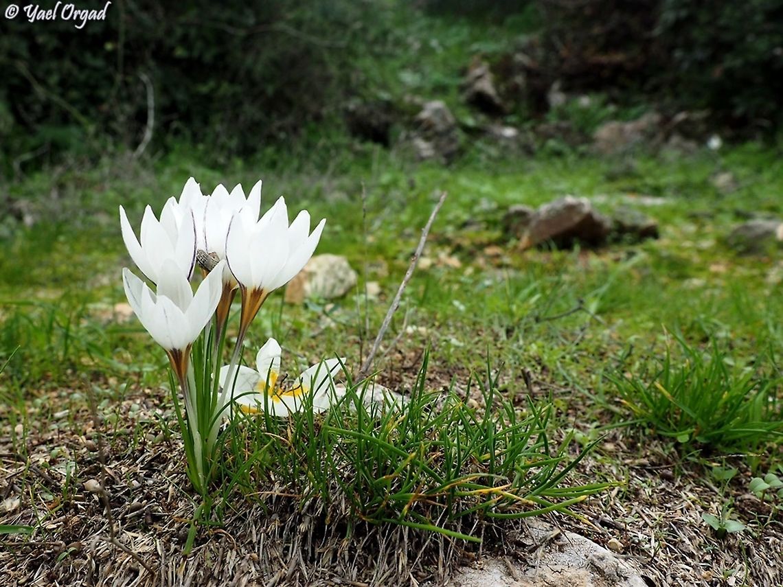 Crocus hyemalis  Crocus hyemalis,Fall,Geotagged,Israel