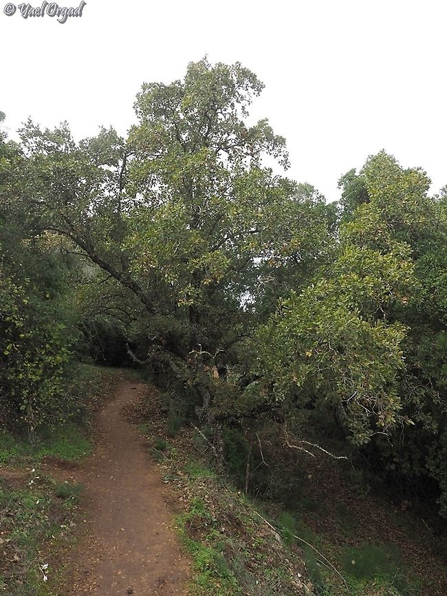 Mt. Tabor Oak on Mt. Tabor when hiking on Mt. Tabor, you have to take a picture of Mt. Tabor Oak, right?! :-) <br />
Quercus ithaburensis Fall,Geotagged,Israel,Quercus ithaburensis,Quercus_ithaburensis
