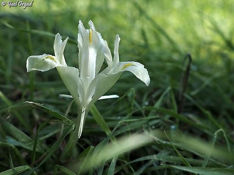 first Iris palaestina for the season! first one is always more exciting :-)  Fall,Geotagged,Iris palaestina,Israel