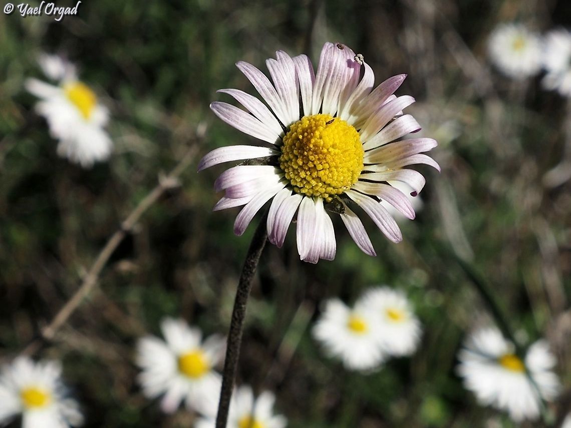 Bellis sylvestris very common, and very nice.  Bellis sylvestris,Fall,Geotagged,Israel,Southern Daisy