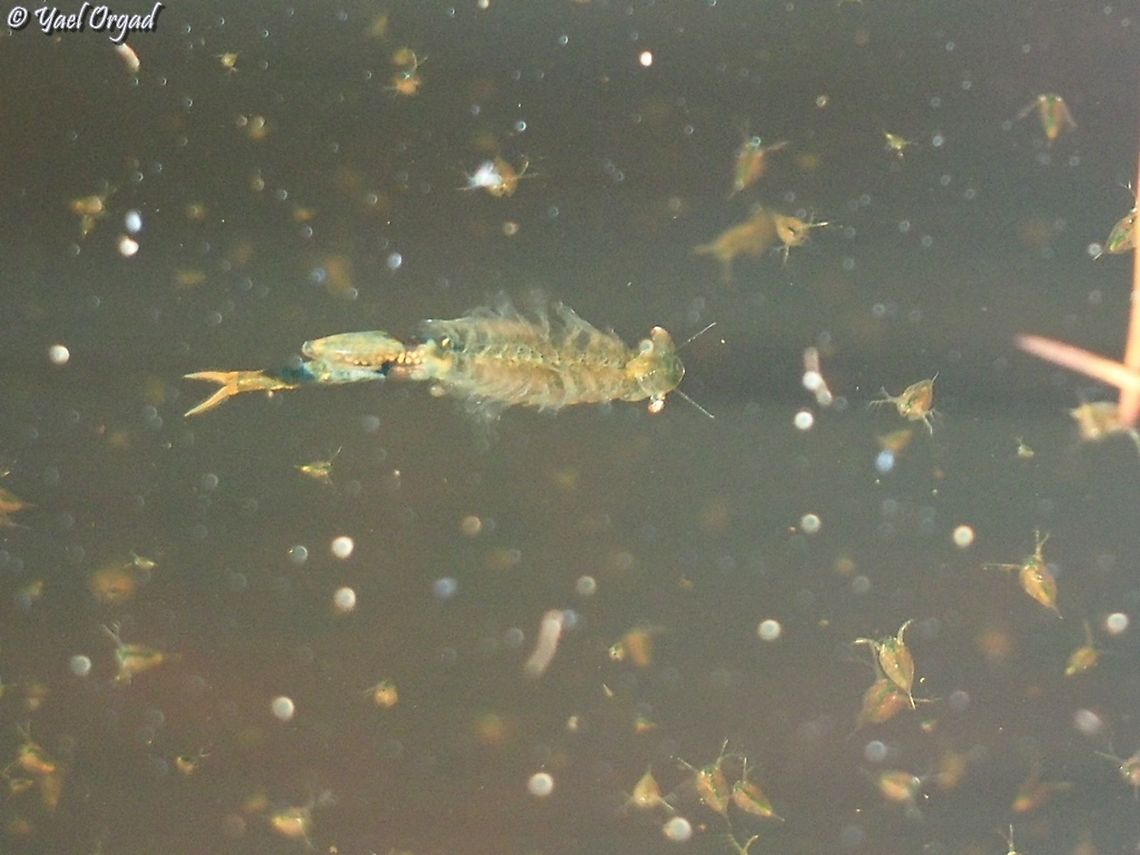 Chirocephalus neumanni and many tiny Daphnias in a small rock pond. <br />
soon the pond will be covered with Ranunculus peltatus, and the tiny creatures will be well hidden... <br />
covered like this: <br />
<figure class="photo"><a href="https://www.jungledragon.com/image/105978/water_buttercup.html" title="Water Buttercup"><img src="https://s3.amazonaws.com/media.jungledragon.com/images/3519/105978_thumb.JPG?AWSAccessKeyId=05GMT0V3GWVNE7GGM1R2&Expires=1763596810&Signature=Mj05%2B6d1X0yirZR5Bjb4vnfdLCA%3D" width="200" height="106" alt="Water Buttercup I love it when they cover the entire pond surface :-)  Geotagged,Israel,Ranunculus peltatus,Spring" /></a></figure><br />
 Chirocephalus neumanni,Fall,Geotagged,Israel,Israeli Fairy-Shrimp