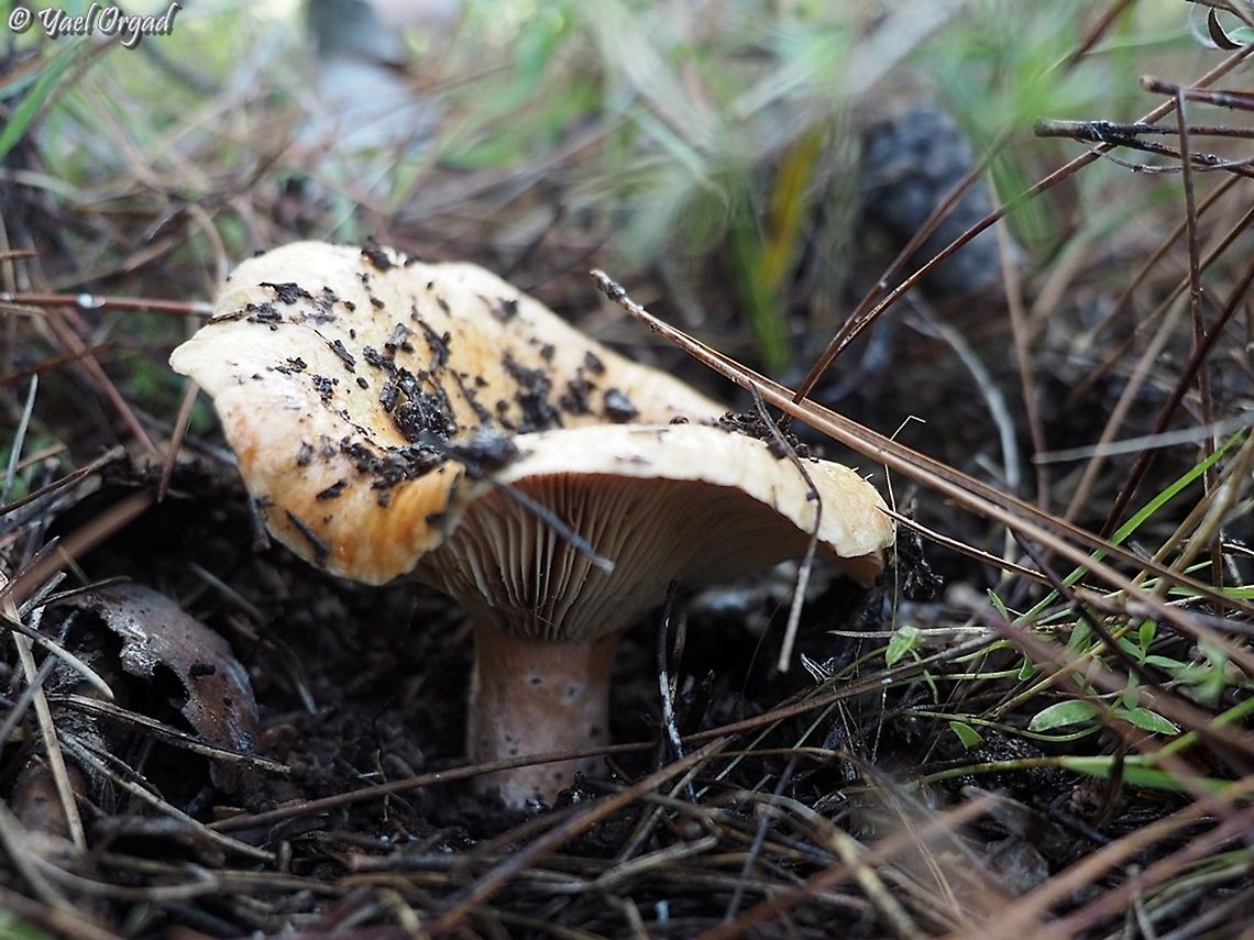 Lactarius deliciosus - my favorite fungi  Fall,Geotagged,Israel,Lactarius deliciosus,Saffron milk cap