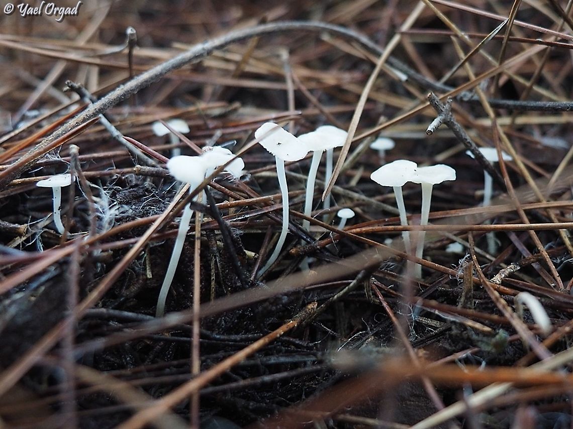 Milky bonnet, Israel  Fall,Geotagged,Israel,Milky bonnet,hemimycena lactea