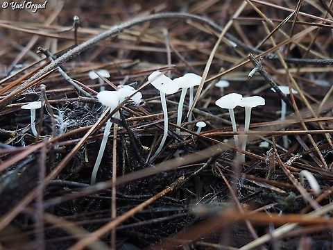 Milky bonnet, Israel  Fall,Geotagged,Israel,Milky bonnet,hemimycena lactea