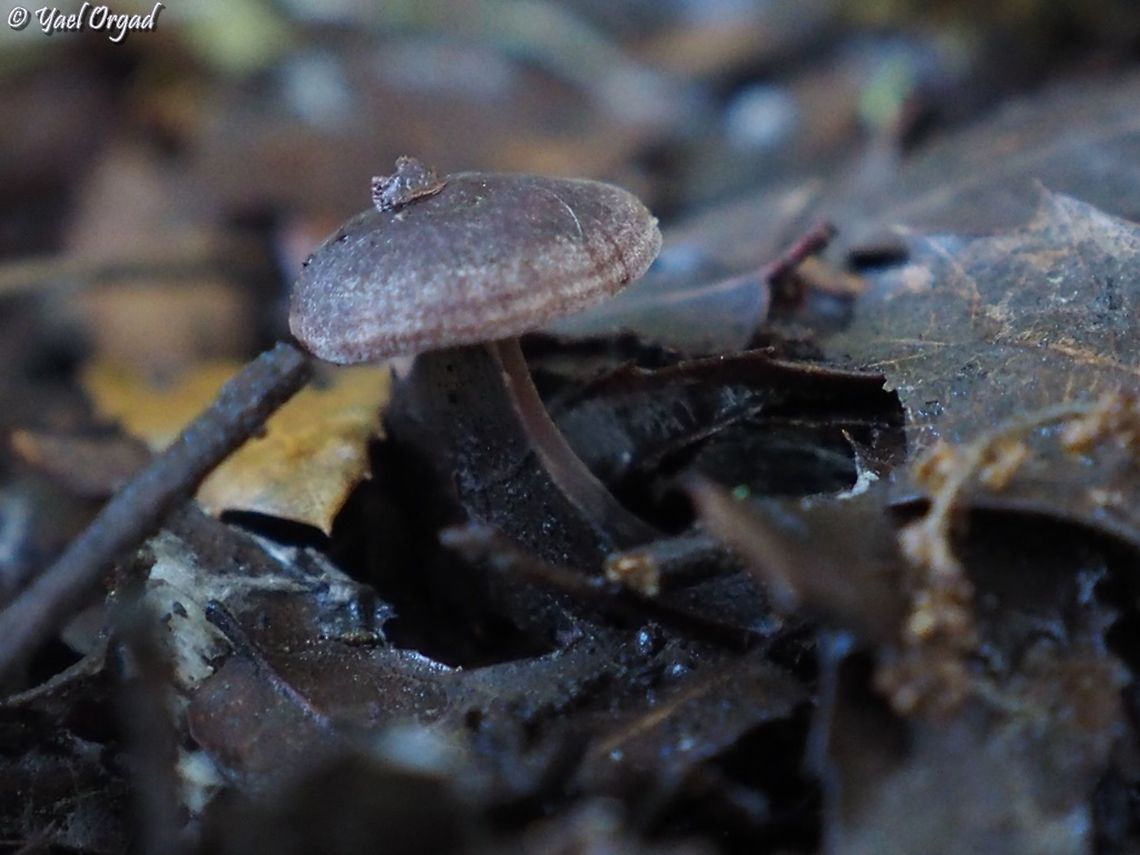 Marasmius scorodonius with actual garlic scent :-)  Fall,Geotagged,Israel,Mycetinis scorodonius
