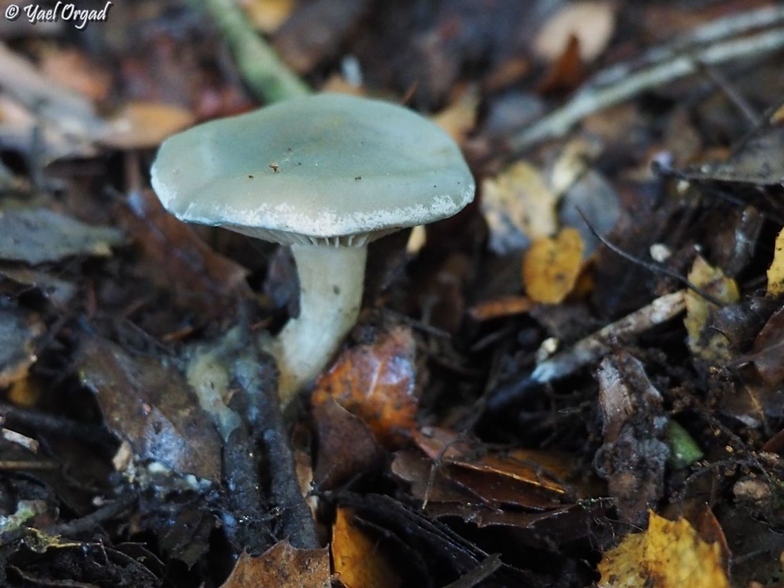 young Clitocybe odora  Aniseed toadstool,Clitocybe odora,Fall,Geotagged,Israel