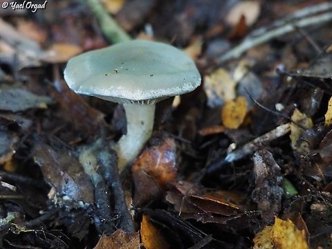 young Clitocybe odora  Aniseed toadstool,Clitocybe odora,Fall,Geotagged,Israel