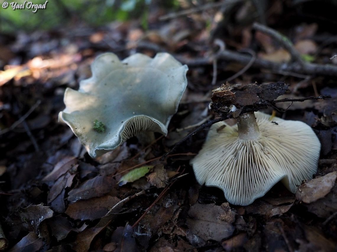 Clitocybe odora beautiful bluish shade, and nice anise scent  Aniseed toadstool,Clitocybe odora,Fall,Geotagged,Israel