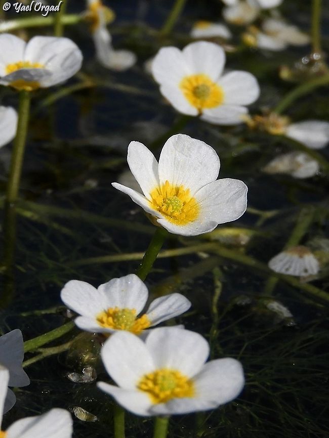 Ranunculus peltatus - Water buttercup  Ranunculus peltatus