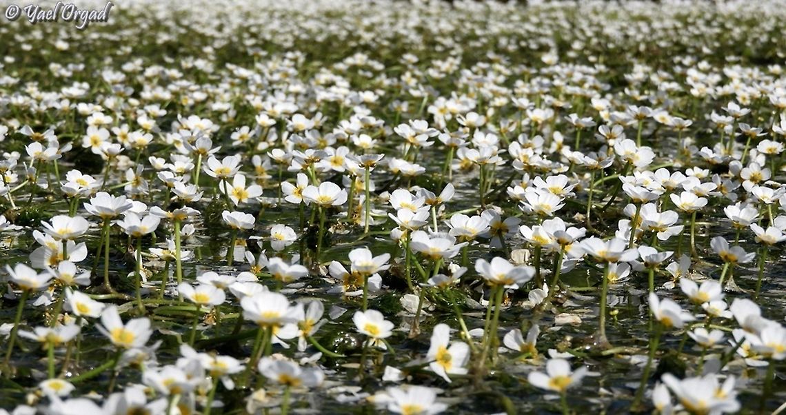 Water Buttercup I love it when they cover the entire pond surface :-)  Geotagged,Israel,Ranunculus peltatus,Spring