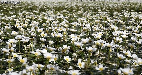 Water Buttercup I love it when they cover the entire pond surface :-)  Geotagged,Israel,Ranunculus peltatus,Spring