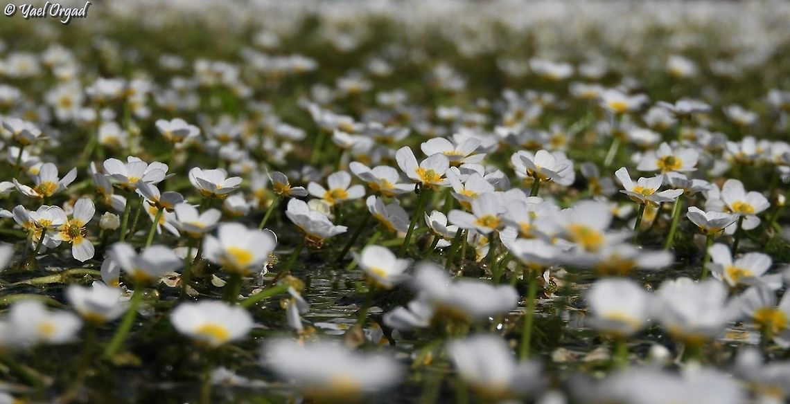 Ranunculus peltatus - Water buttercup  Geotagged,Ranunculus peltatus,Spring