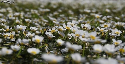 Ranunculus peltatus - Water buttercup  Geotagged,Ranunculus peltatus,Spring