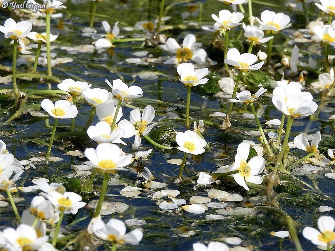 Ranunculus peltatus  Geotagged,Ranunculus peltatus,Spring