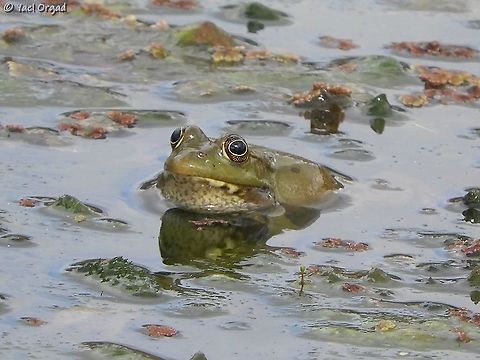 the thinker  Geotagged,Israel,Levant Water Frog,Pelophylax bedriagae,Winter