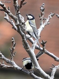 Great Tit common bird, and very nice one. Geotagged,Great Tit,Israel,Parus major,Winter