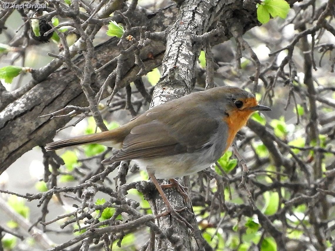 Robin Robins come to spend the winter in Israel, where it&#039;s warmer.  Erithacus rubecula,European robin,Geotagged,Israel,Winter